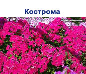 флокс Кострома - увеличить фото-1